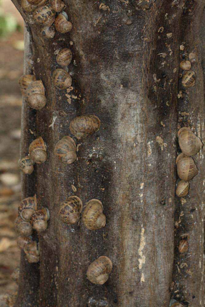            Bark (Riverside, CA)   